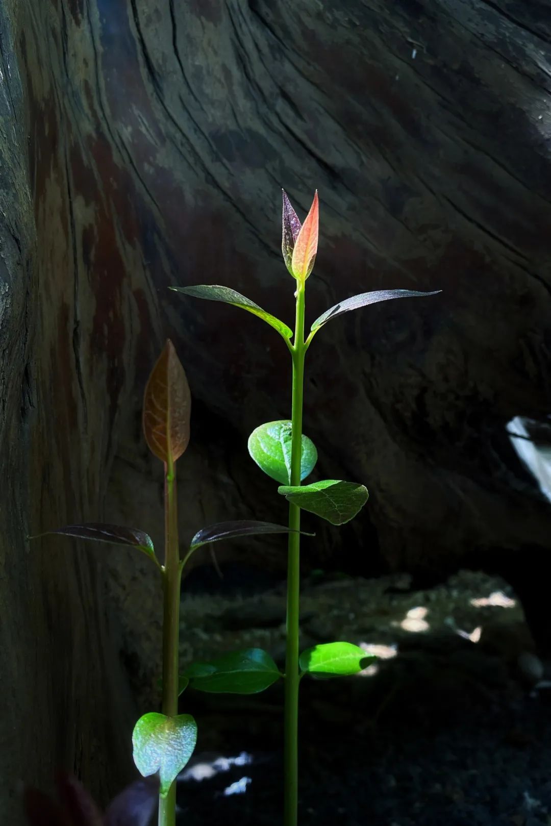 1746494948729520.jpg 640 (1).jpg